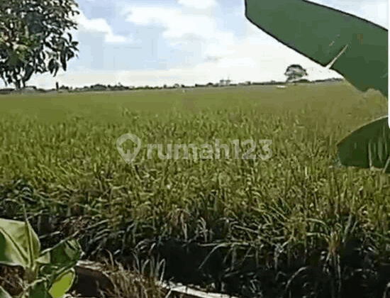 Lahan Persawahan Kec Tarumajaya Bekasi