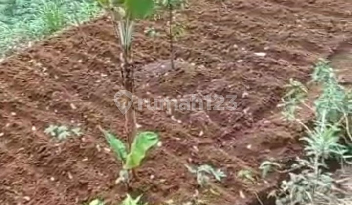 Kavling Kp Peuteuy Bongkok Ds Cobalung Kec Cijeruk