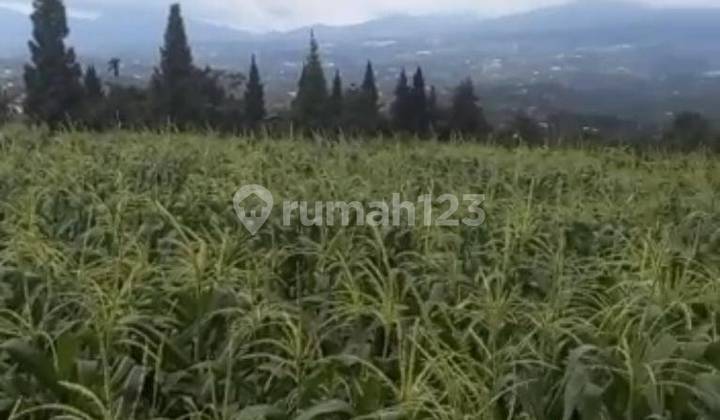 Tanah Dekat Perkebunan Ds Ciadeg Kec Cigombong