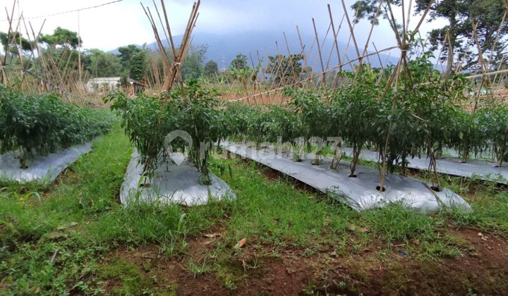 Land with Mount Salak View, Cipicung Village, Cijeruk District, Bogor Regency.