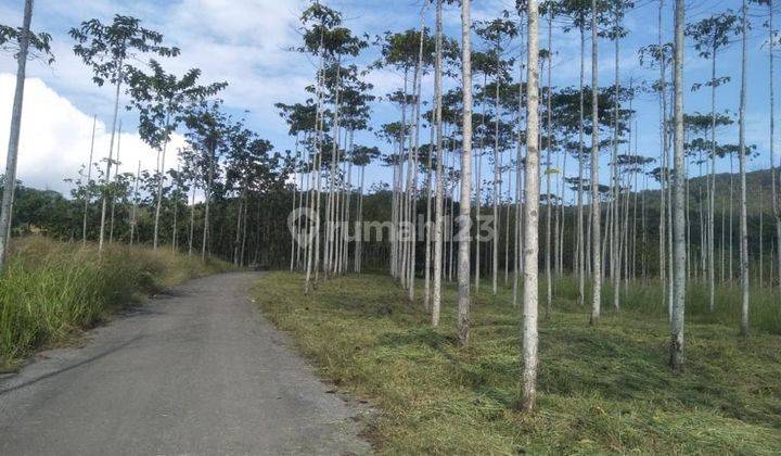 Tanah Kebun Jati Murah Lokasi Bantargadung Sukabumi 1