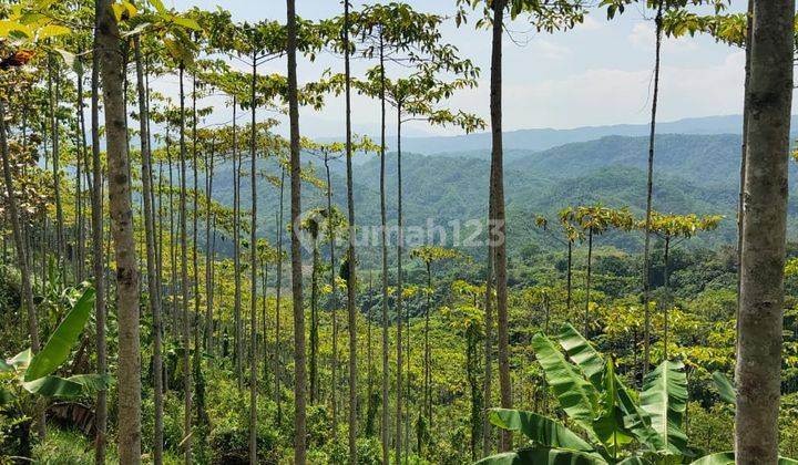 Tanah Kebun Jati Murah Lokasi Bantargadung Sukabumi 2