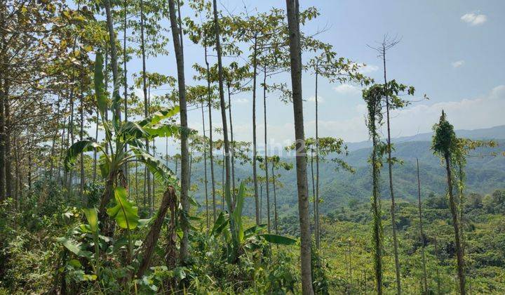 Tanah Kebun Jati Murah Lokasi Bantargadung Sukabumi 4