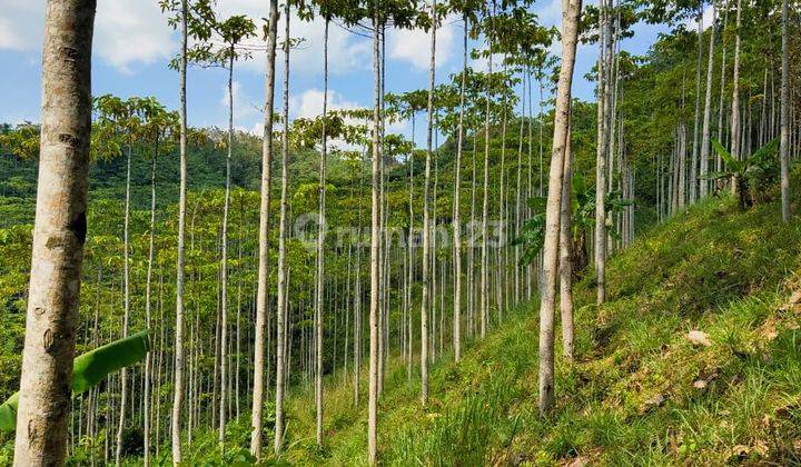 Tanah Kebun Jati Murah Lokasi Bantargadung Sukabumi 5