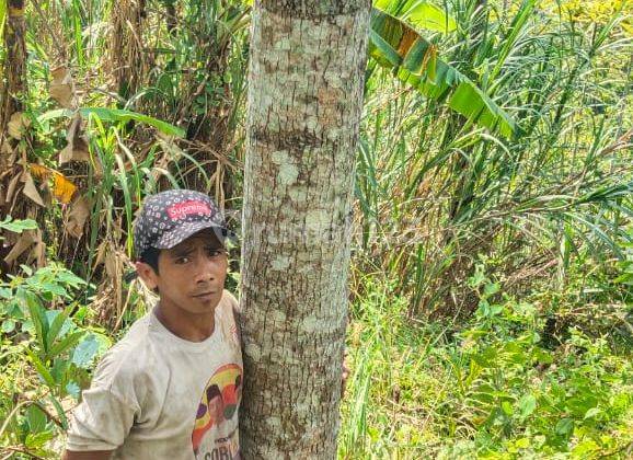 Tanah Kebun Jati Murah Lokasi Bantargadung Sukabumi 7