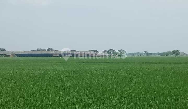 Tanah Strategis Murah di Desa Pebayuran Kabupaten Bekasi Tanah Strategis Murah di Desa Pebayuran Kabupaten Bekasi