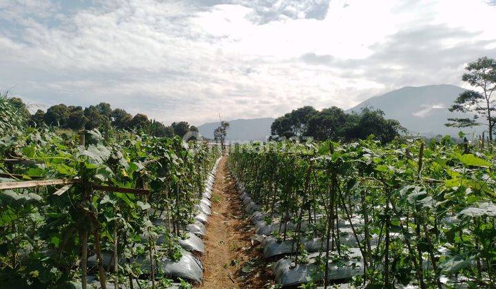 Tanah Perkebunan Murah Lokasi dekat Toll Bocimi Kecamatan Sukaraja Sukabumi 2