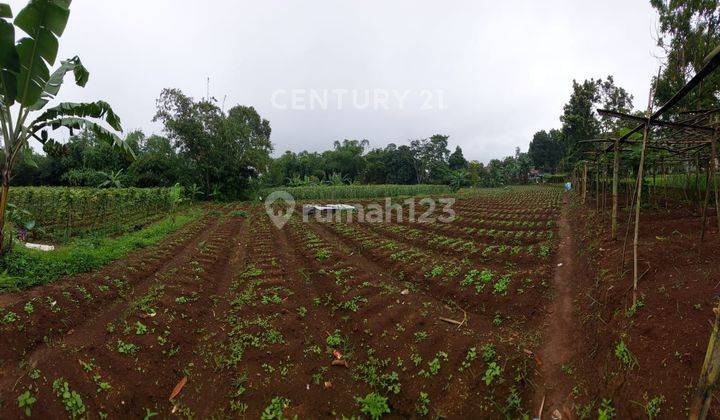 Kavling Ada Mata Air Di Jl Kp Ciherang Pancawati Caringin Bogor 1