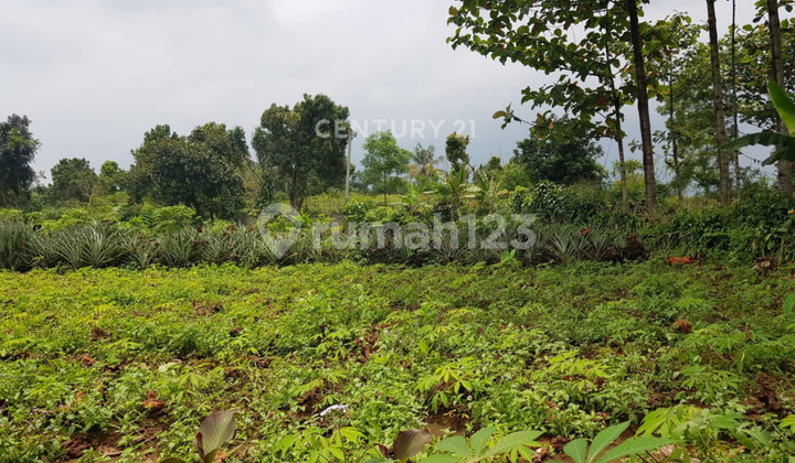 Tanah Dekat Sekolah di Kp Jami Sukajaya Tamansari Ciapus Bogor