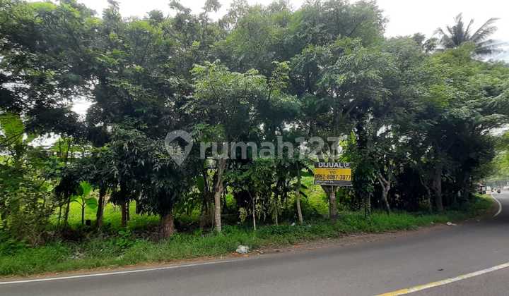 Tanah Kebun Cinangka Anyer Cocok untuk Investasi 2