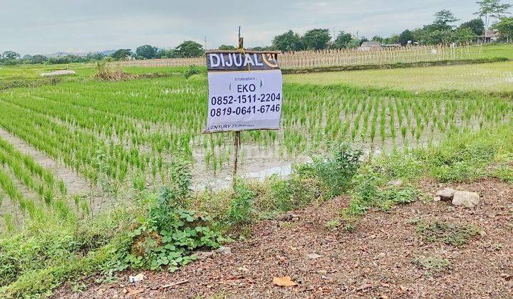 Tanah Sawah Produktif Ds Kalodran Walantaka 1