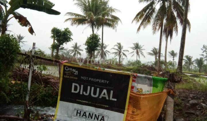 Tanah Sawah Padarincang Dekat Dapur Uwak 1