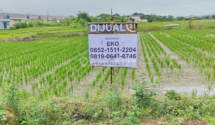 Tanah Sawah Produktif Ds Kalodran Walantaka 2