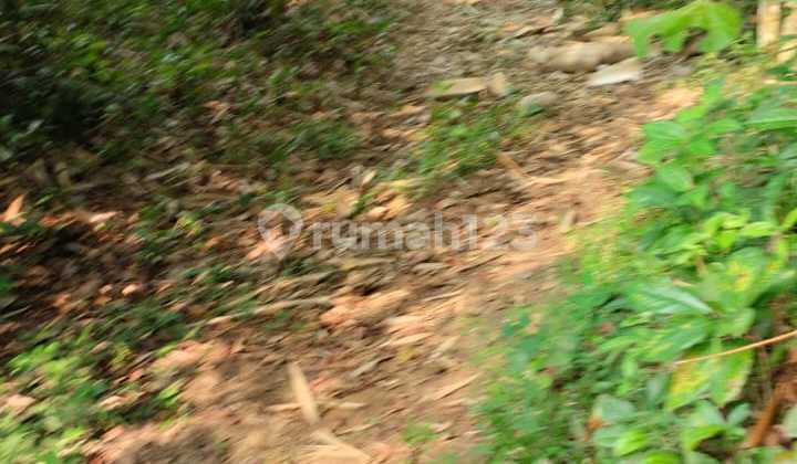 Paddy Field in Pamarayan Petir, Negotiable Until Deal is Done Paddy Field in Pamarayan Petir, Negotiable Until Deal is Done