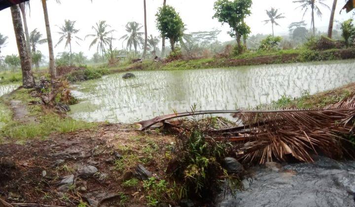 Tanah Sawah Padarincang Dekat Dapur Uwak 2