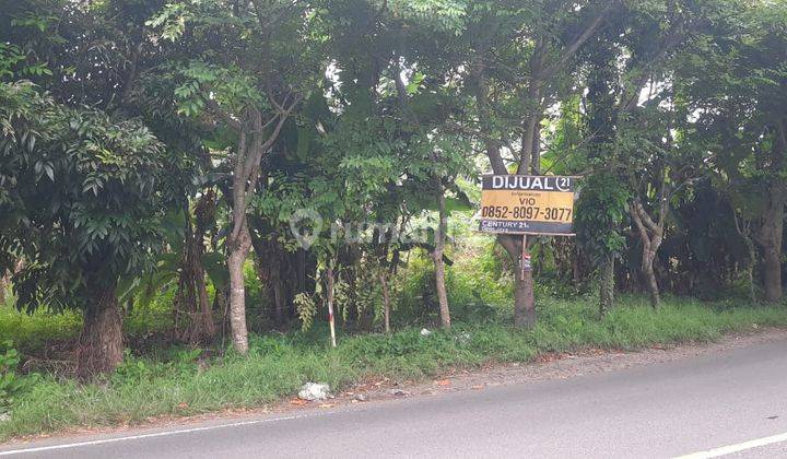 Tanah Kebun Cinangka Anyer Cocok untuk Investasi 1