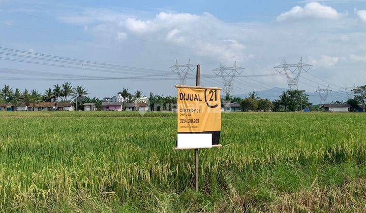 Tanah Sawah Cocok Untuk Perumahan Serdang 1