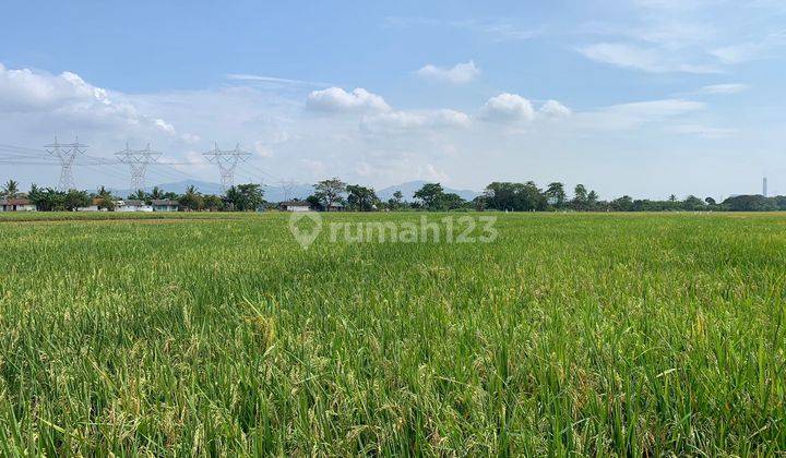 Tanah Sawah Cocok Untuk Perumahan Serdang 2