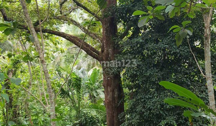 Lahan Cocok Untuk Agrowisata Padarincang 3