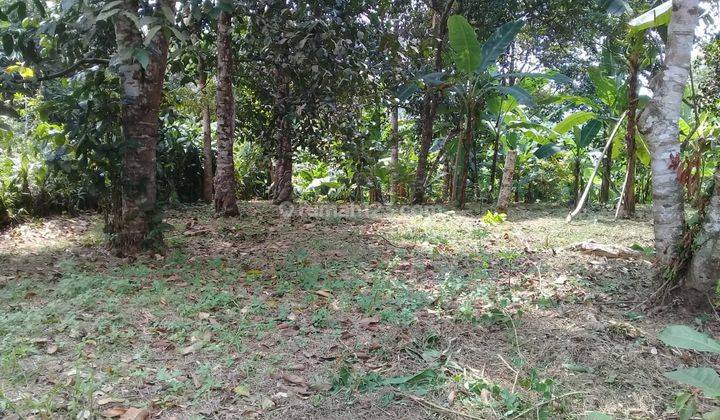 Tanah Kebon Harga Miring Mekarsari Cinangka 1