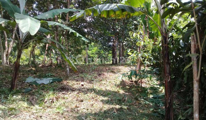 Tanah Kebon Harga Miring Mekarsari Cinangka 2