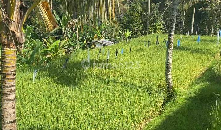 Tanah view sawah dan hutan di Taro Gianyar 1