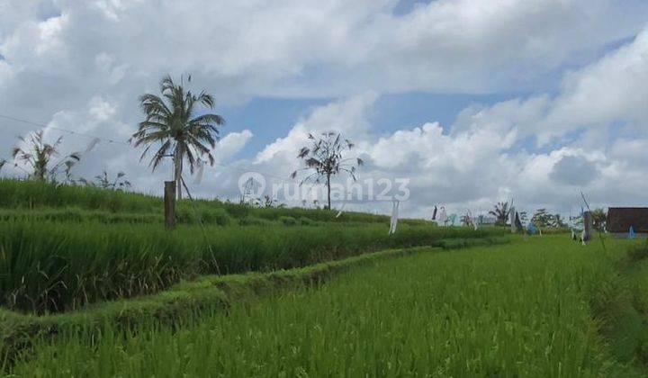 Tanah view sawah dan hutan di Taro Gianyar 2