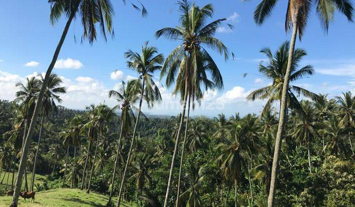 Tanah View Laut Dan Tepi Sungai Di Selemadeg 1