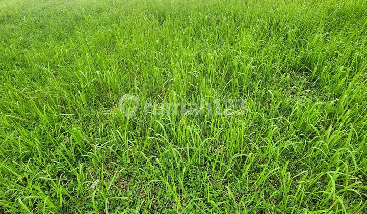 Rare Find !!! Selling 8x20 Square Plot Suvarna Sutera Rare Find !!! Selling 8x20 Square Plot Suvarna Sutera