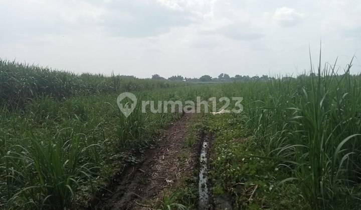 Tanah Dekat Exit Tol Bypass Mojokerto Tanah Dekat Exit Tol Bypass Mojokerto