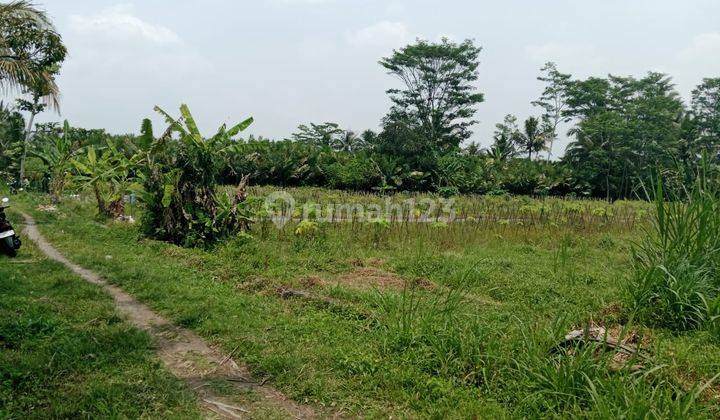 turun harga jual tanah luas 597m2 dibarat jl palagan km 15 view sawah 2
