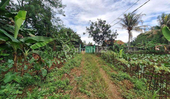 Tanah Murah Hanya 600 Ribu Permeter Nego Cocok Untuk Cluster Di Rancabungur Bogor 1