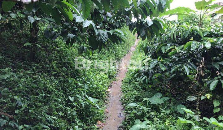 TANAH KEBUN (KOPI, DUREN, MANGGIS) 2