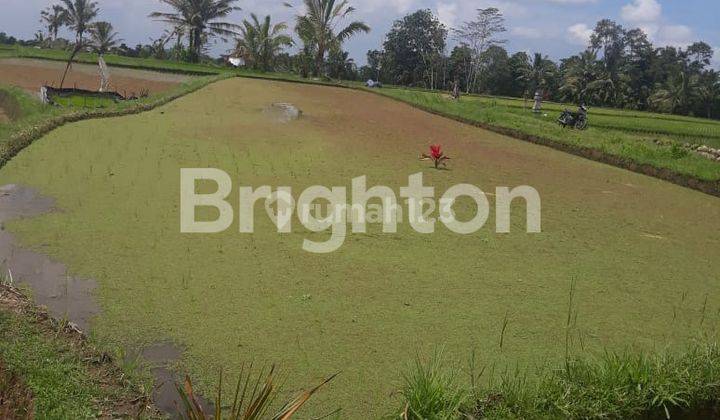 Tanah sawah di Penebel Tabanan 1