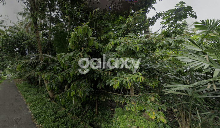 Tanah Ladang, Lingkungan sejuk, Produktif, Murah, Sleman DIY 2