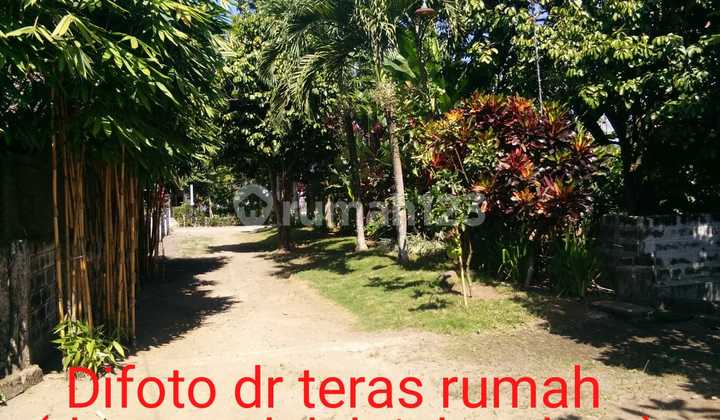 Dijual Rumah Luas + Lahan Bisnis Di Kota Jember hanya 2 Km Dr Bandara  2
