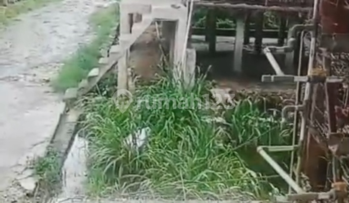 Sell Fast Productive Chicken Livestock