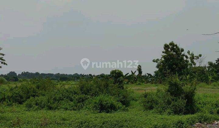 Tanah di Kraton - Tambak Rejo Pasuruan Murah 1