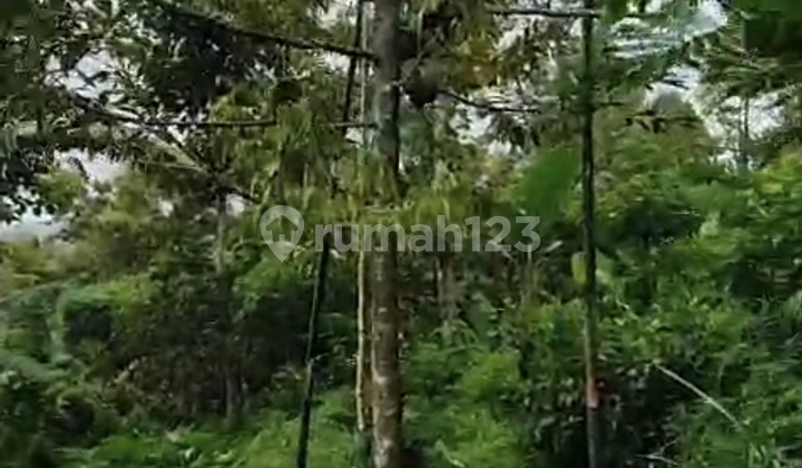 Tanah Kebun Durian Wonosalam Jombang Termurah Tanah Kebun Durian Wonosalam Jombang Termurah