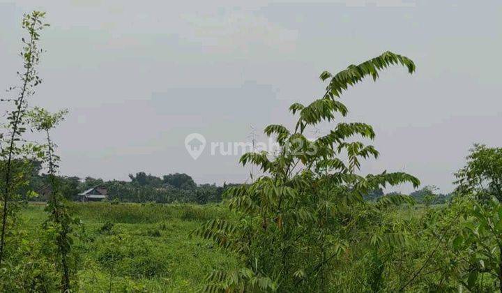 JUAL TANAH PASURUAN TAMBAK REJO COCOK UNTUK USAHA MURAH  1