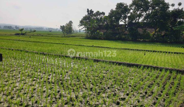 Kavling Ngawi Kwadunga Lor, Kecamatan Padas 2