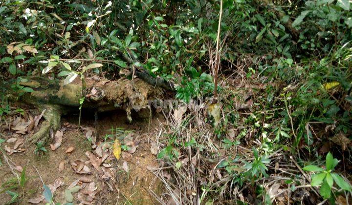 Tanah Ex Kebun Lada Karet Lokasi Srategis di Pemali Sungailiat Bangka 2