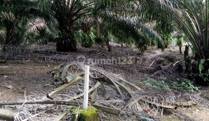 Tanah Ex Kebun Lada Karet Lokasi Srategis di Pemali Sungailiat Bangka 1