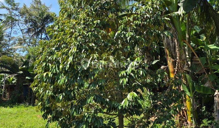 KEBUN DUREN SUMBER MANJING WERANSUTIARJO MALANG 2