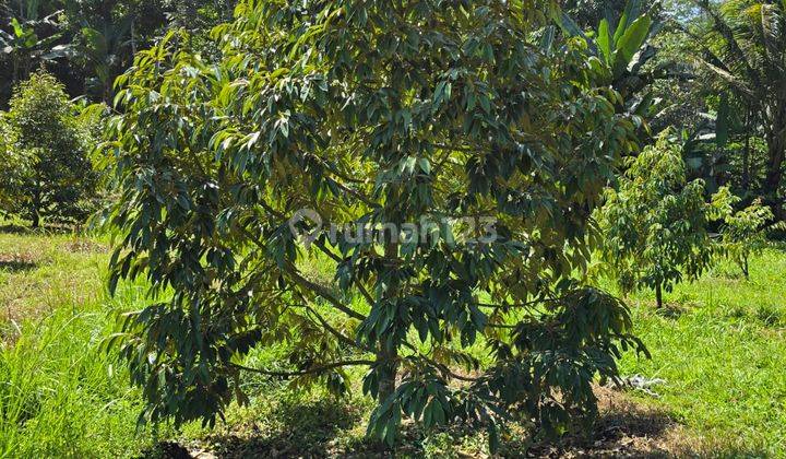 KEBUN DUREN SUMBER MANJING WERANSUTIARJO MALANG 1
