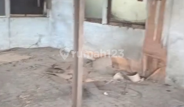 Gidangmurah, flood-free Gidangmurah, flood-free