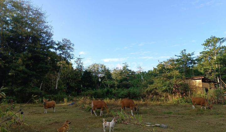 Land for rent in Ungasan Badung 2