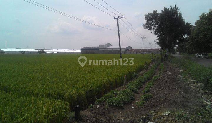 Tanah di Desa Dradah Blumbang, Kec. Kedung Pring, Lamongan 2