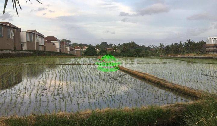 Tanah Sewa Lokasi Cemagi 2