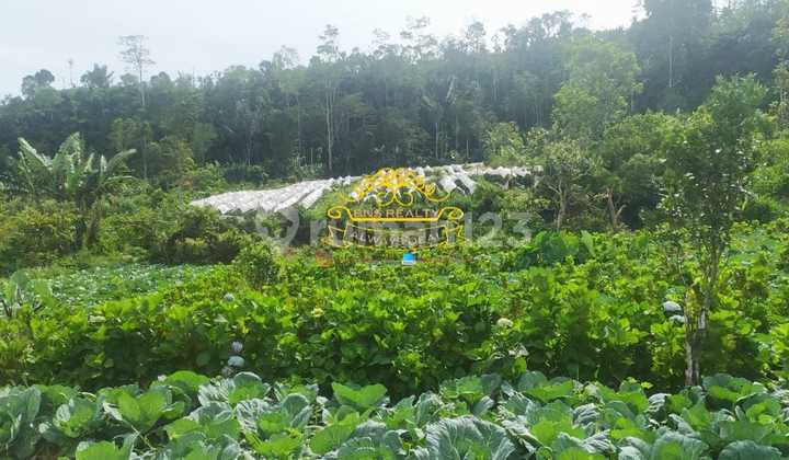 Tanah Jual Lokasi Gobleg 2